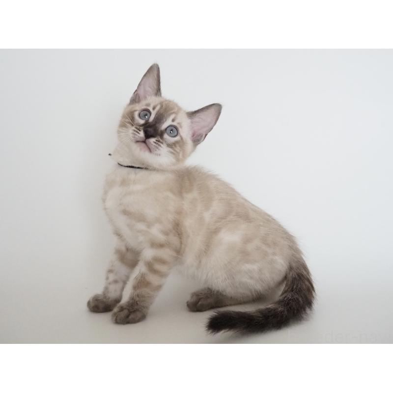 販売中の神奈川県のベンガル-135507の7枚目