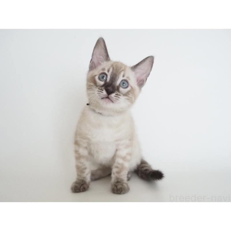 販売中の神奈川県のベンガル-135507の6枚目