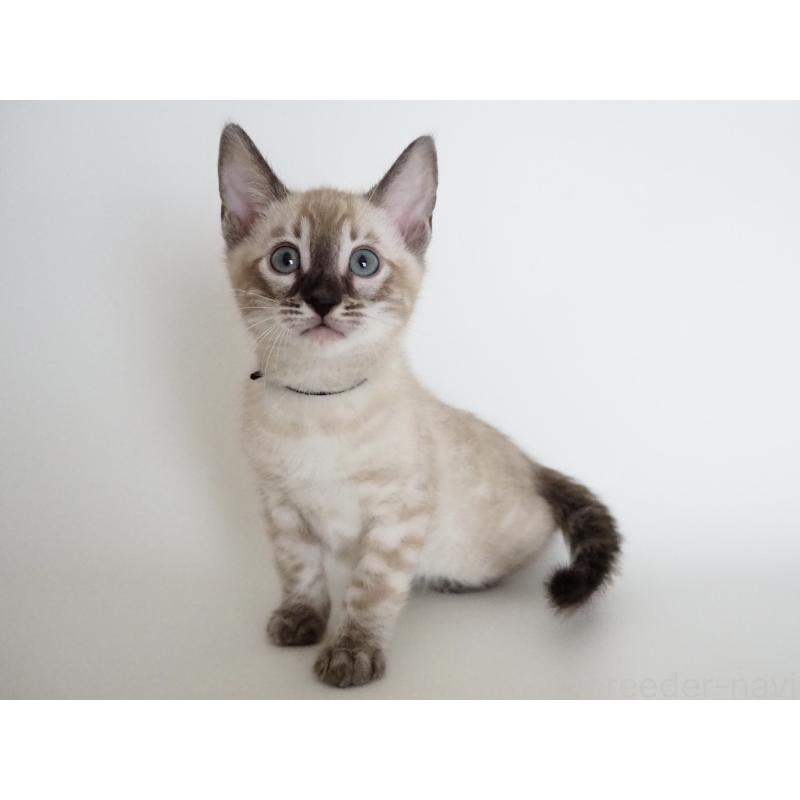 販売中の神奈川県のベンガル-135507の5枚目