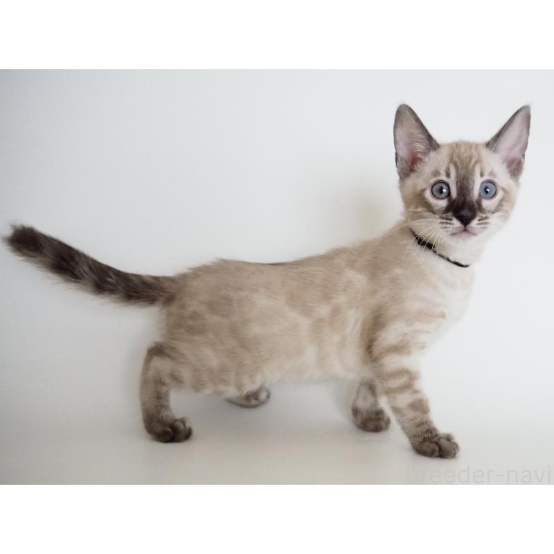 販売中の神奈川県のベンガル-135507の4枚目