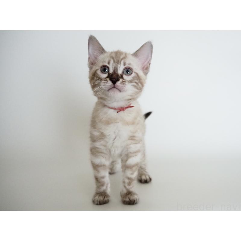 販売中の神奈川県のベンガル-135508の10枚目