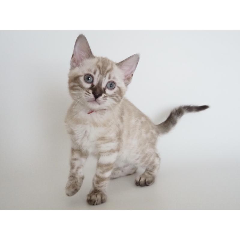 販売中の神奈川県のベンガル-135508の9枚目