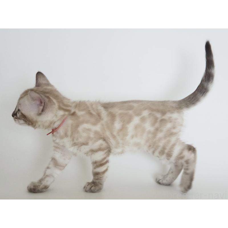 販売中の神奈川県のベンガル-135508の8枚目