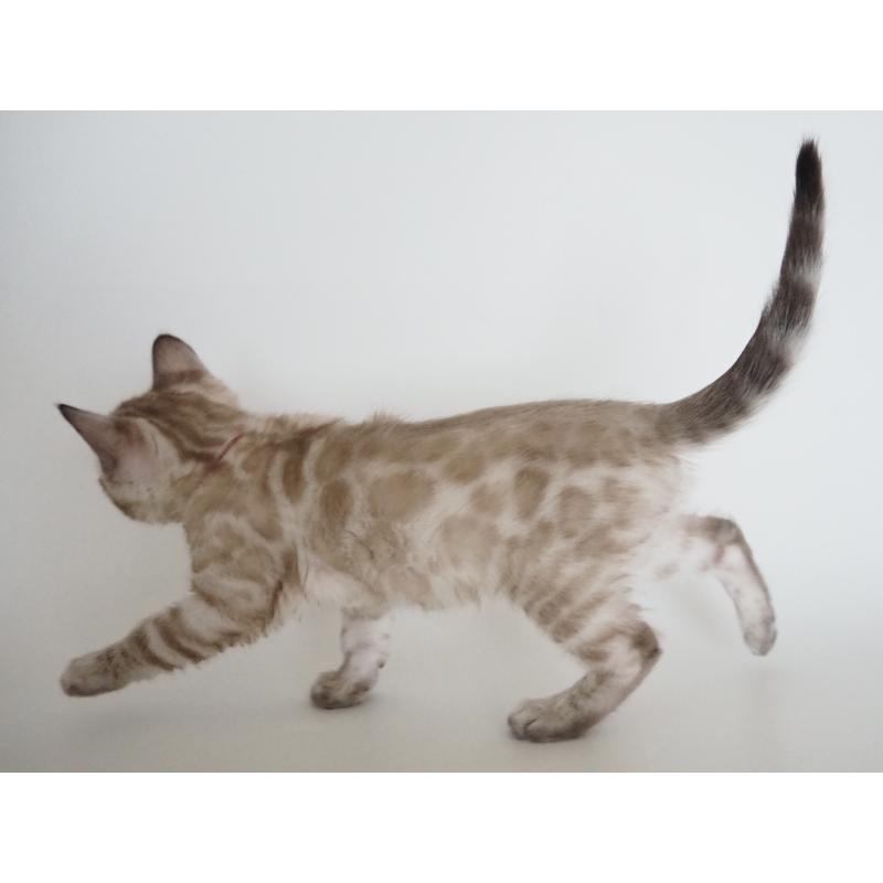 販売中の神奈川県のベンガル-135508の6枚目