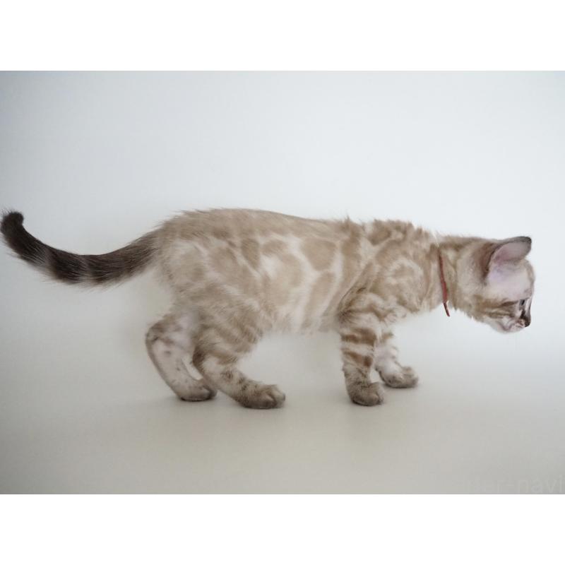 販売中の神奈川県のベンガル-135508の4枚目