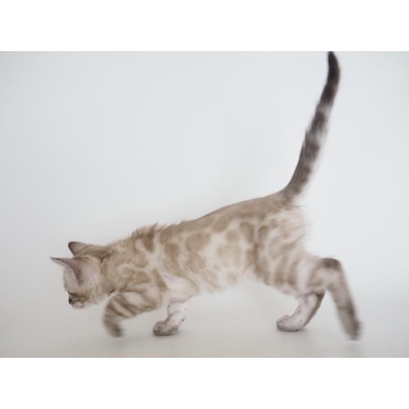 販売中の神奈川県のベンガル-135508の3枚目