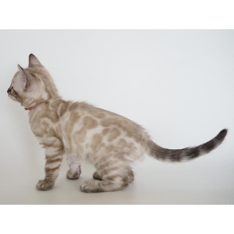 販売中の神奈川県のベンガル-135508の2枚目