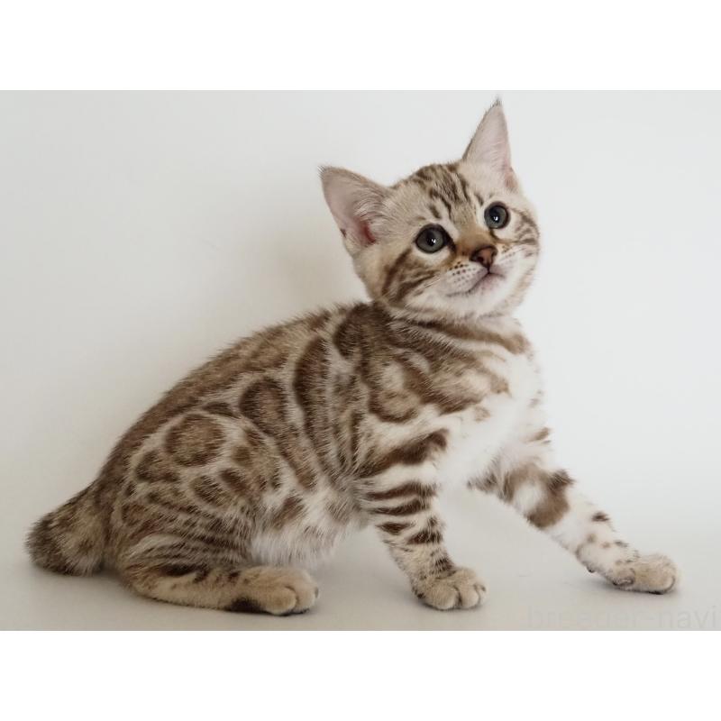 成約済の神奈川県のベンガル-135505の8枚目