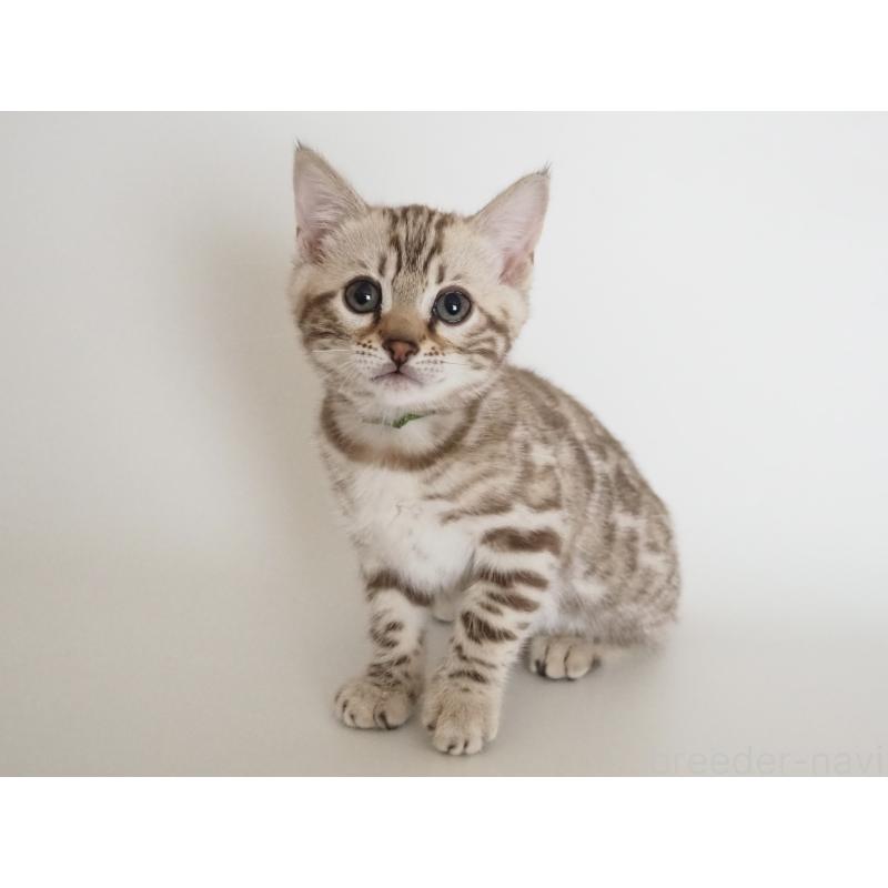 販売中の神奈川県のベンガル-135503の11枚目