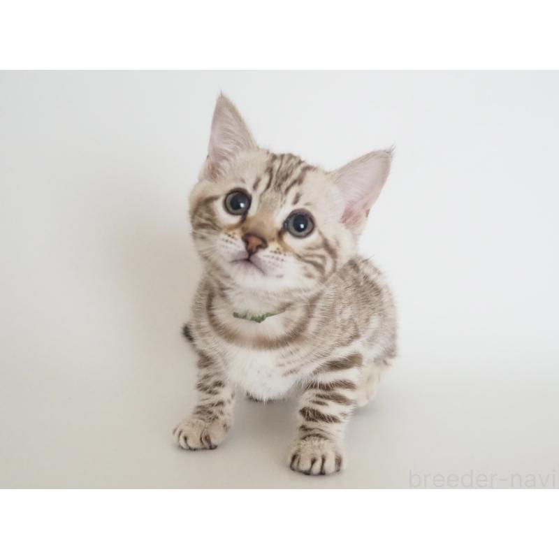 販売中の神奈川県のベンガル-135503の10枚目