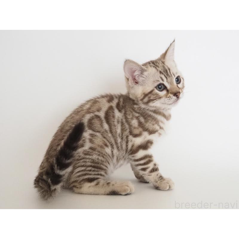 販売中の神奈川県のベンガル-135503の9枚目