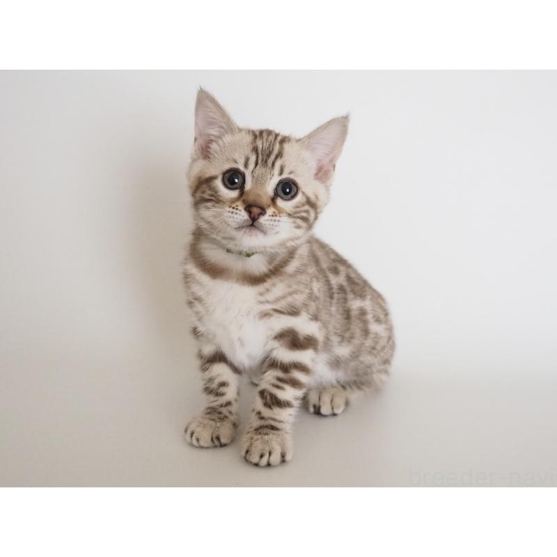 販売中の神奈川県のベンガル-135503の8枚目