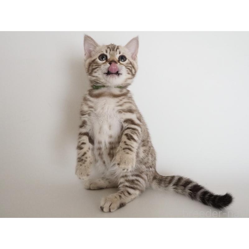 販売中の神奈川県のベンガル-135503の7枚目