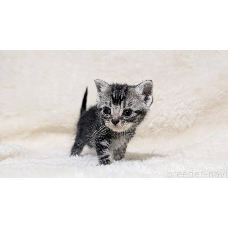 販売中の宮城県のアメリカンショートヘア-135843の7枚目