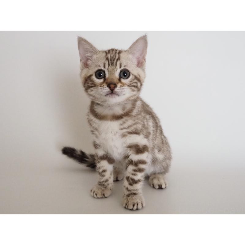 販売中の神奈川県のベンガル-135503の5枚目