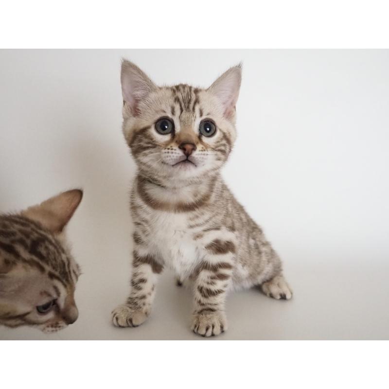 販売中の神奈川県のベンガル-135503の4枚目