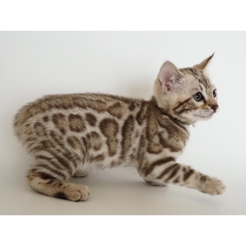 販売中の神奈川県のベンガル-135503の3枚目