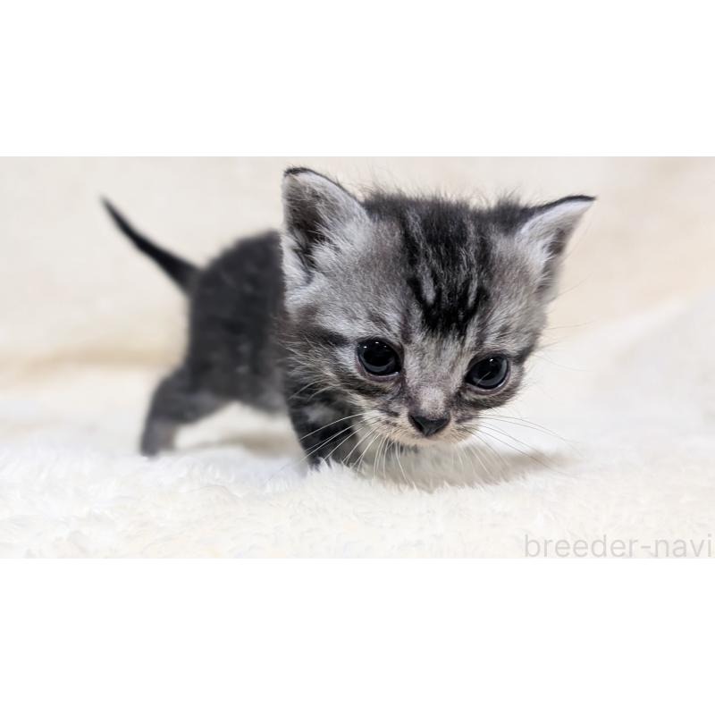 販売中の宮城県のアメリカンショートヘア-135843の4枚目