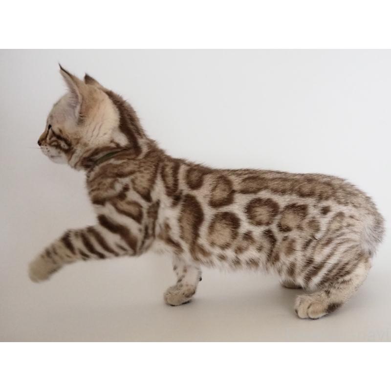 販売中の神奈川県のベンガル-135503の2枚目