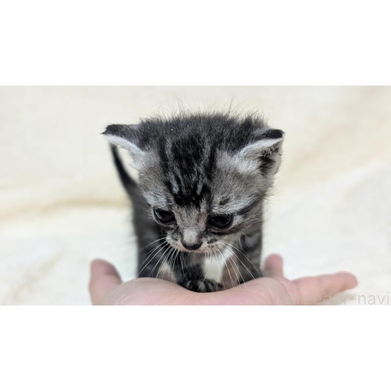 販売中の宮城県のアメリカンショートヘア-135843の3枚目