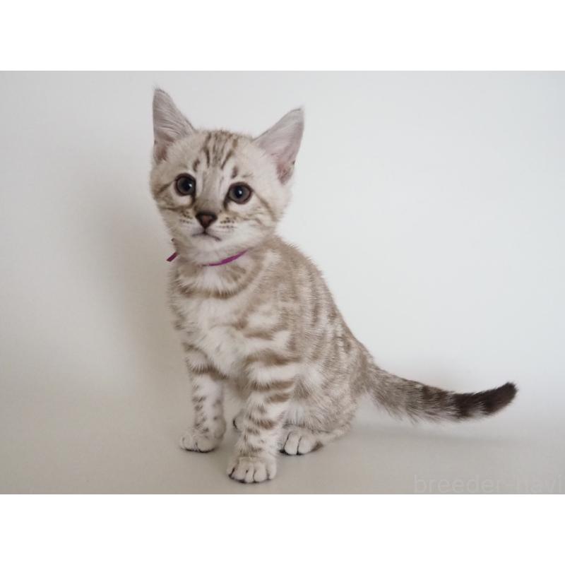 成約済の神奈川県のベンガル-135504の6枚目