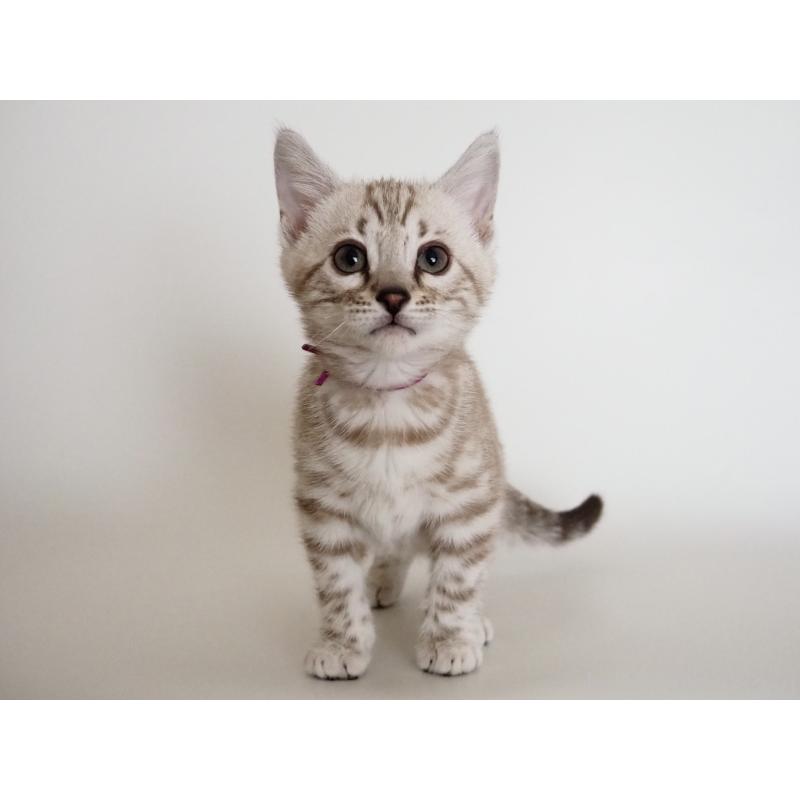 成約済の神奈川県のベンガル-135504の5枚目