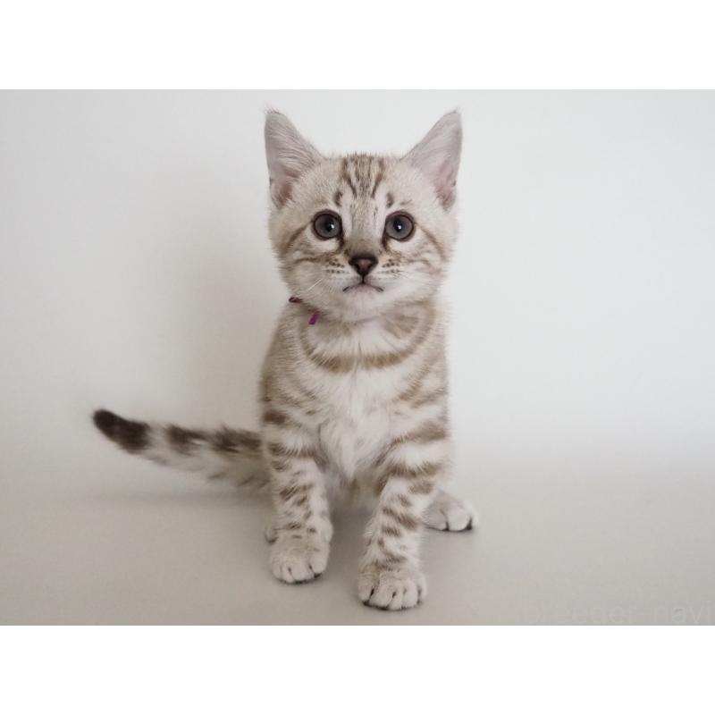 成約済の神奈川県のベンガル-135504の2枚目