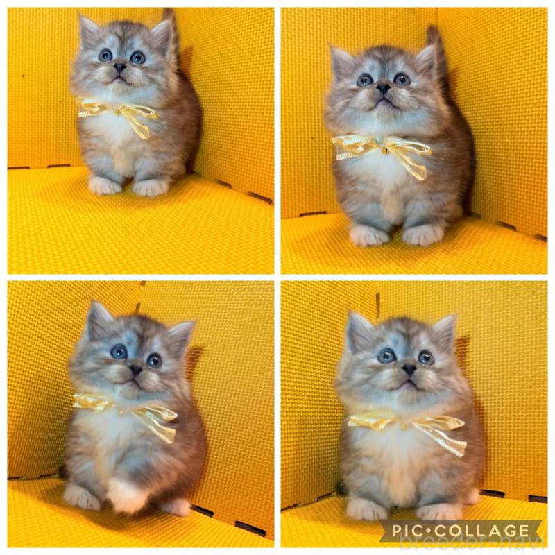 販売中の神奈川県のミヌエット(短足)-135845