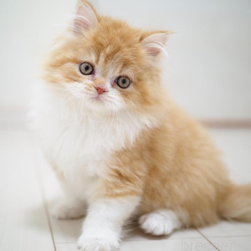 販売中の埼玉県のスコティッシュストレート-135846の15枚目