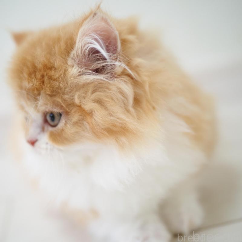 販売中の埼玉県のスコティッシュストレート-135846の14枚目