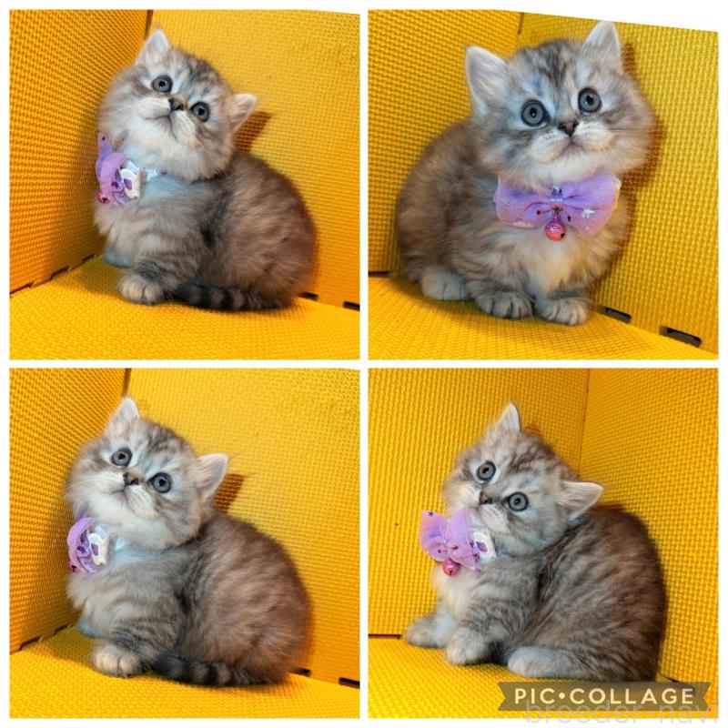 販売中の神奈川県のミヌエット(短足)-135847