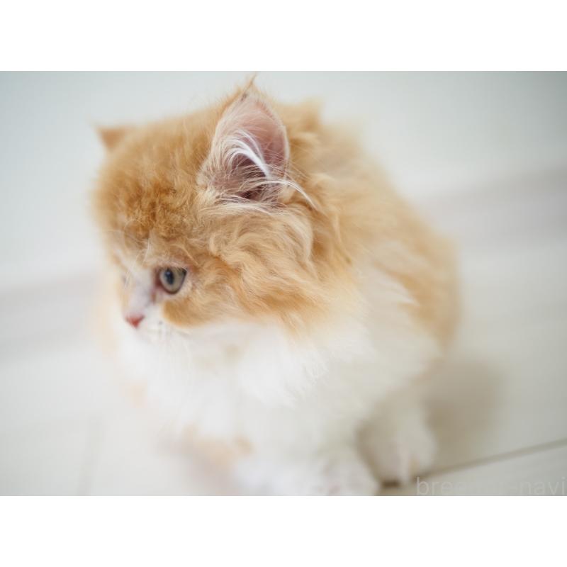 販売中の埼玉県のスコティッシュストレート-135846の13枚目