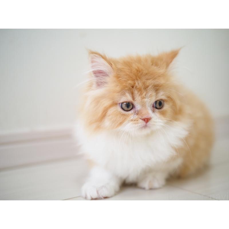 販売中の埼玉県のスコティッシュストレート-135846の12枚目