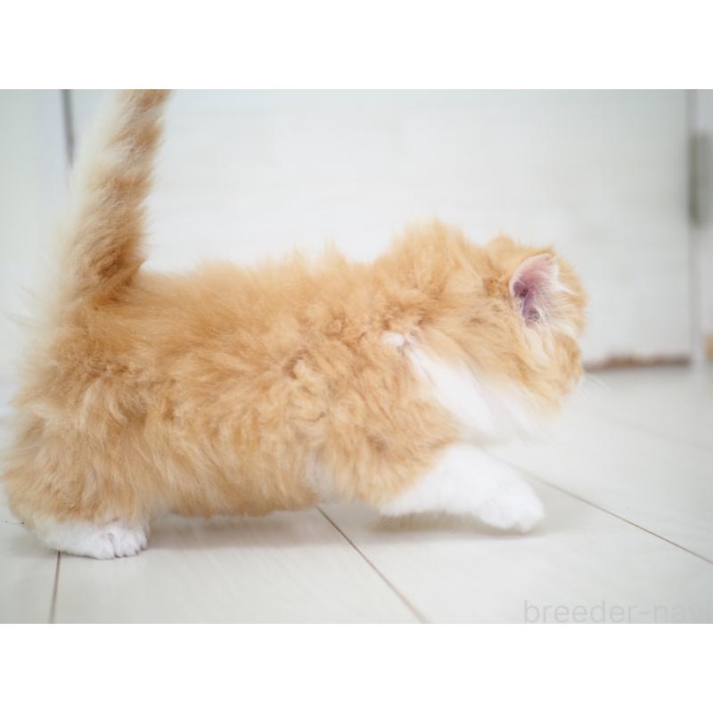 販売中の埼玉県のスコティッシュストレート-135846の11枚目