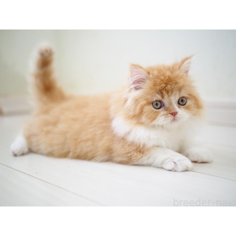 販売中の埼玉県のスコティッシュストレート-135846の10枚目