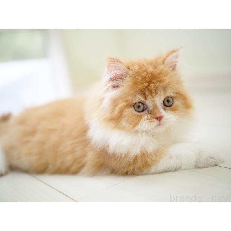 販売中の埼玉県のスコティッシュストレート-135846の9枚目