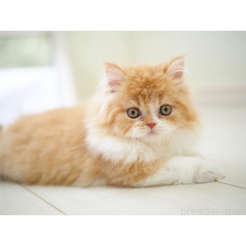 販売中の埼玉県のスコティッシュストレート-135846の8枚目