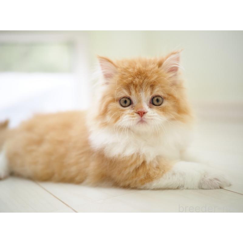 販売中の埼玉県のスコティッシュストレート-135846の7枚目