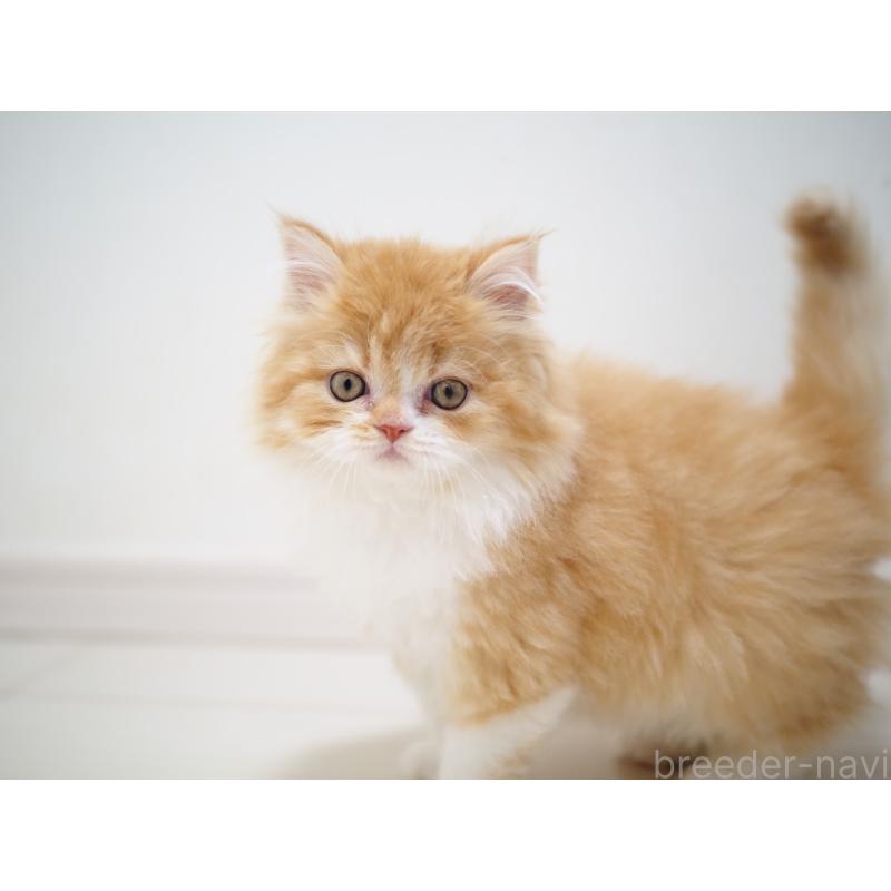 販売中の埼玉県のスコティッシュストレート-135846の6枚目