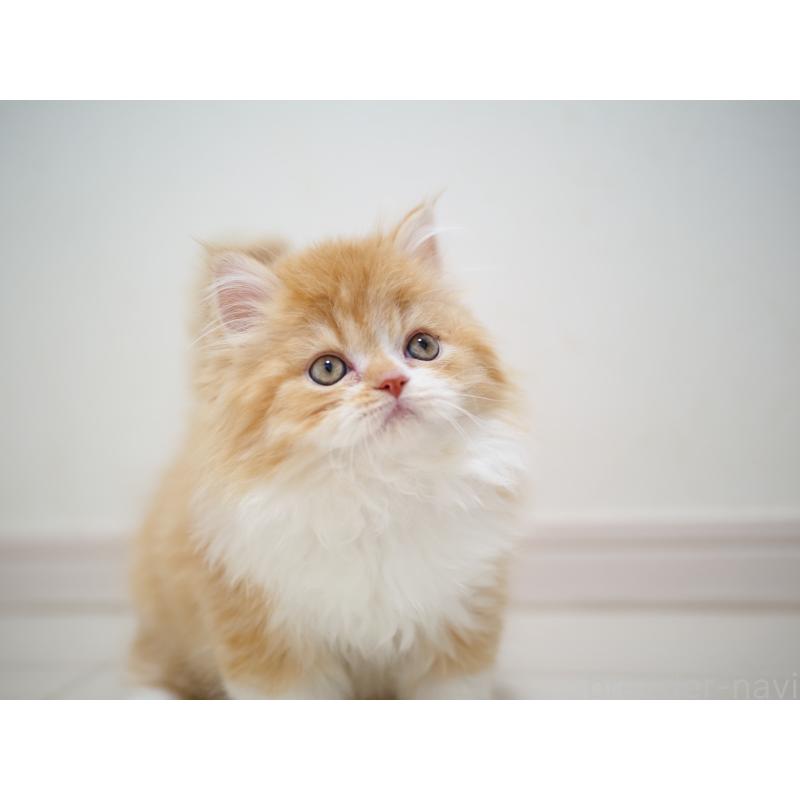 販売中の埼玉県のスコティッシュストレート-135846の5枚目