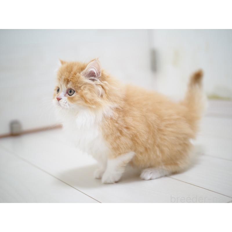 販売中の埼玉県のスコティッシュストレート-135846の3枚目