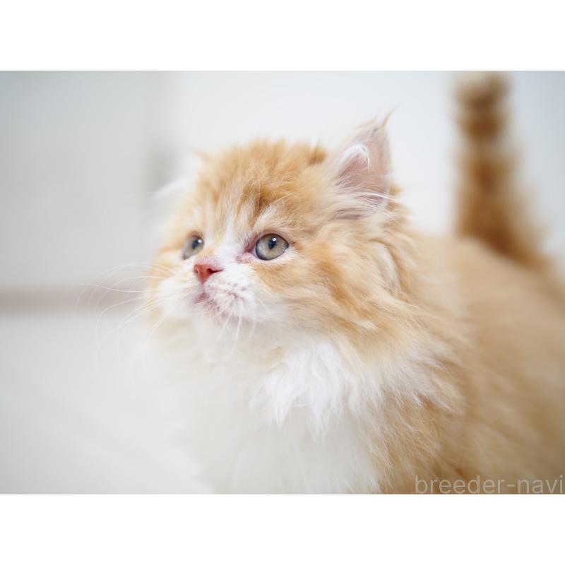 販売中の埼玉県のスコティッシュストレート-135846の2枚目