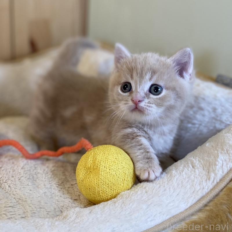 販売中の長野県のマンチカン(短足)-135848