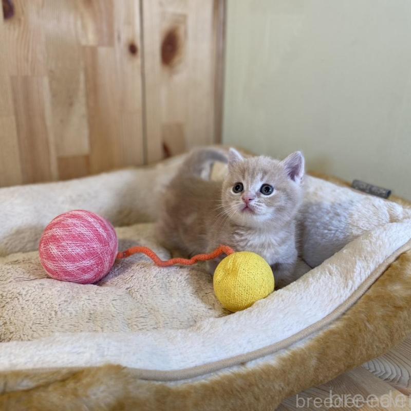 販売中の長野県のマンチカン(短足)-135848の8枚目
