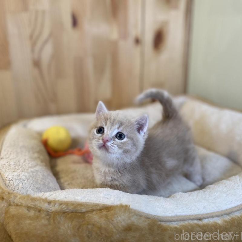 販売中の長野県のマンチカン(短足)-135848の7枚目