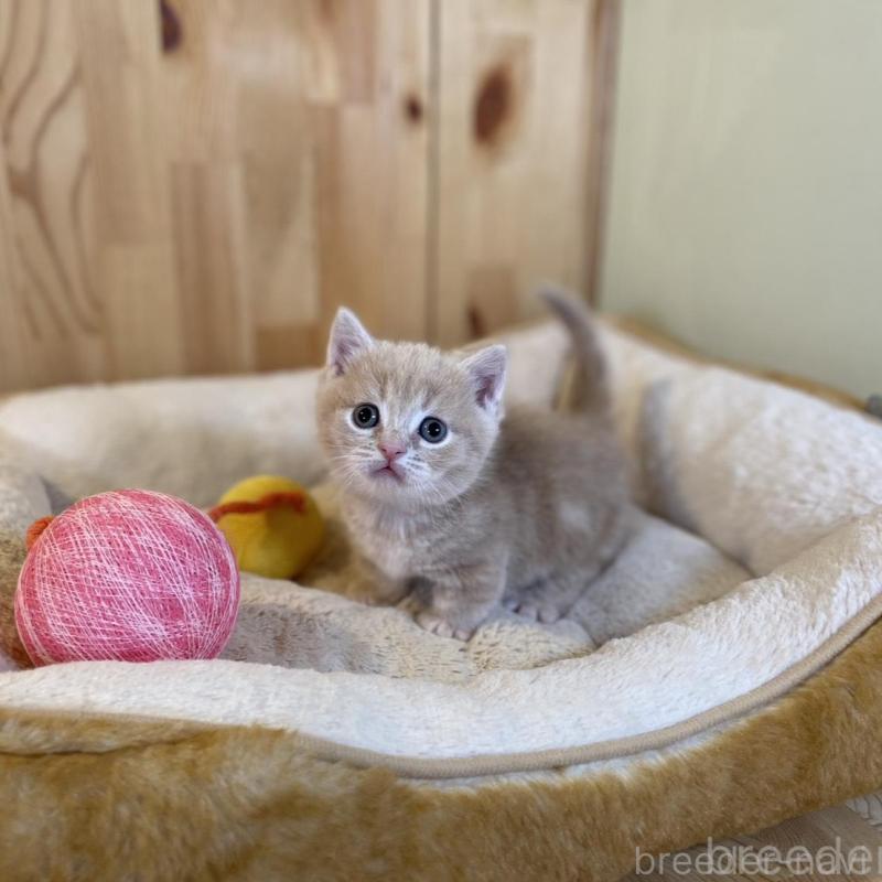 販売中の長野県のマンチカン(短足)-135848の6枚目