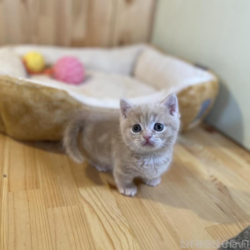 販売中の長野県のマンチカン(短足)-135848の5枚目