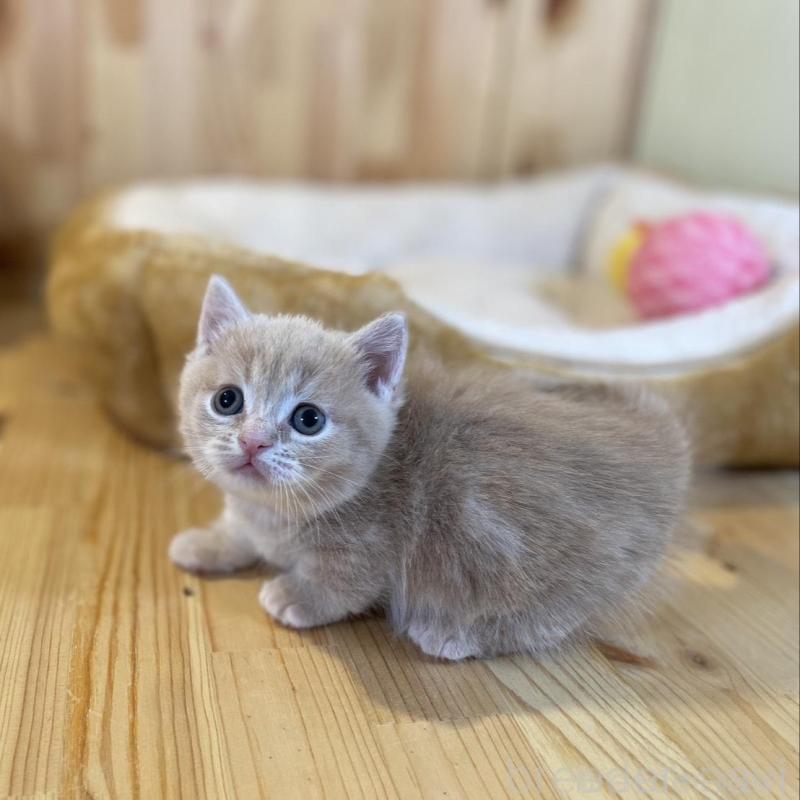 販売中の長野県のマンチカン(短足)-135848の4枚目