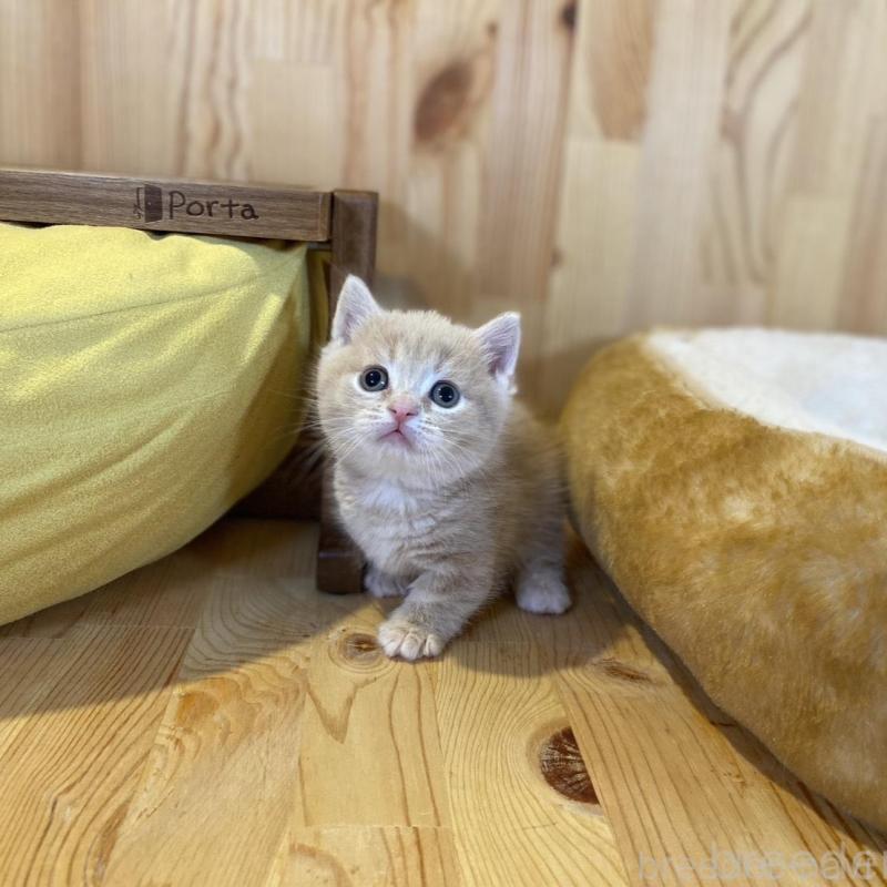 販売中の長野県のマンチカン(短足)-135848の3枚目
