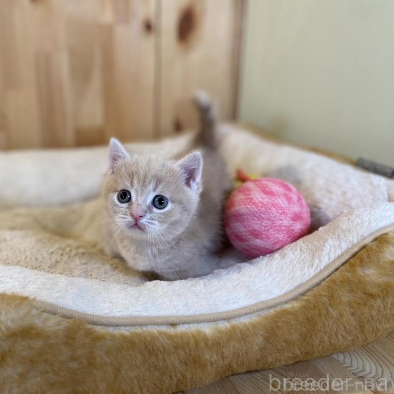 販売中の長野県のマンチカン(短足)-135848の2枚目